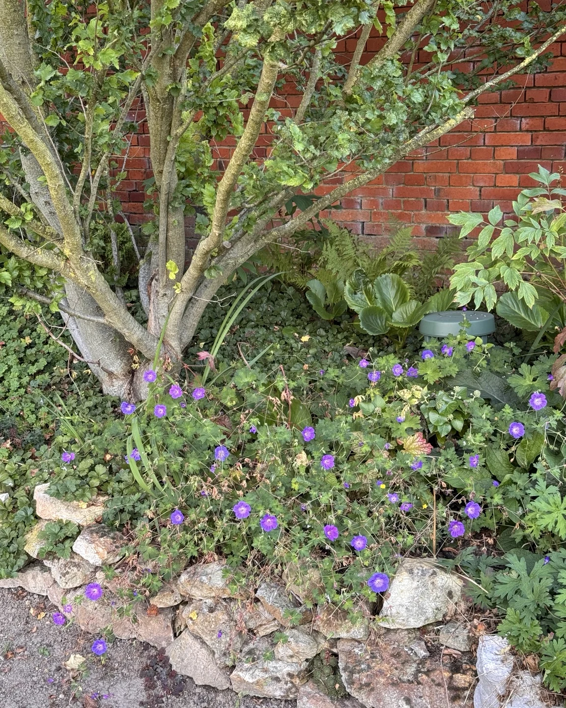 Echte Natursteinmauer mit dichter naturnaher Pflanzung im Lebenshain-Garten